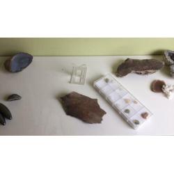 Mineralen, edelstenen, fossielen en schelpen verzameling.