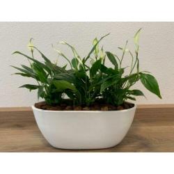 Kamerplanten met pot