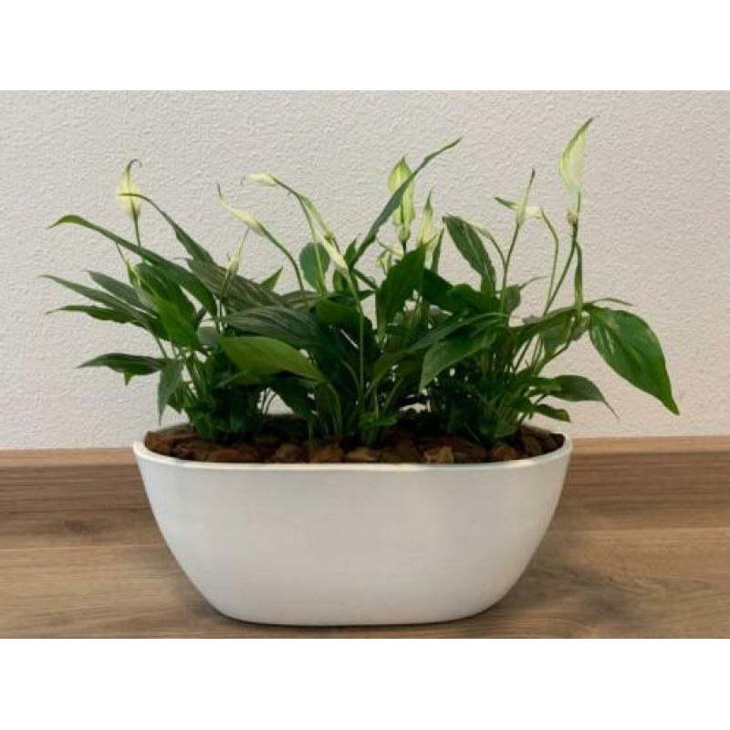 Kamerplanten met pot