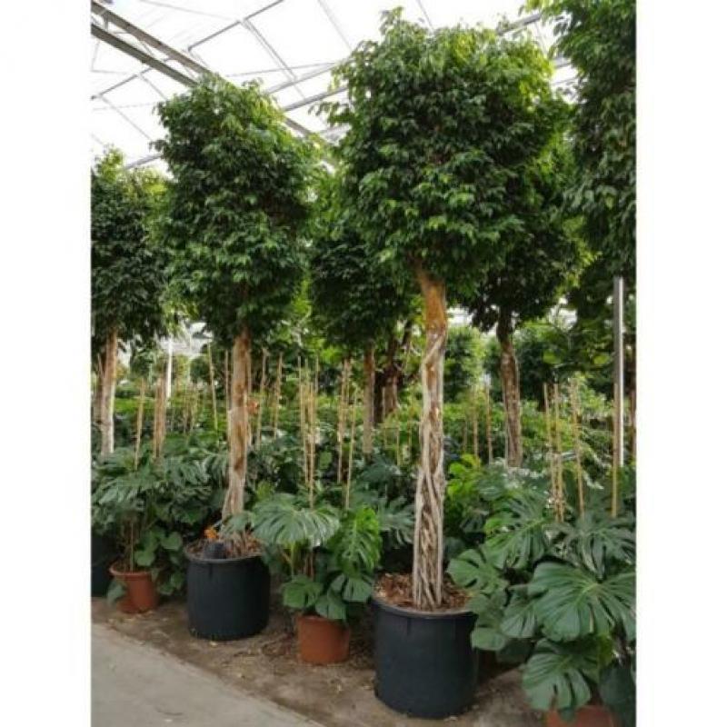 Ficus Benjamina 'columnar' - Treurvijg art25035