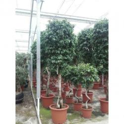 Ficus Benjamina 'columnar' - Treurvijg art25035