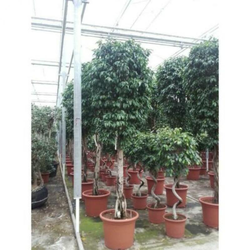 Ficus Benjamina 'columnar' - Treurvijg art25035