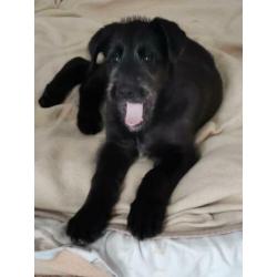 Ierse Wolfshond pup