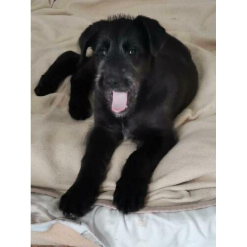 Ierse Wolfshond pup
