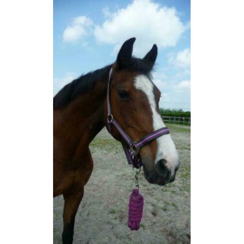 QHP Halsterset Luxo in tas Giraffe Cob.