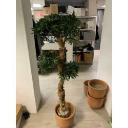 Sierplant 1.20 m hoog