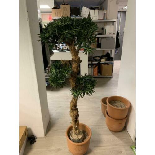 Sierplant 1.20 m hoog