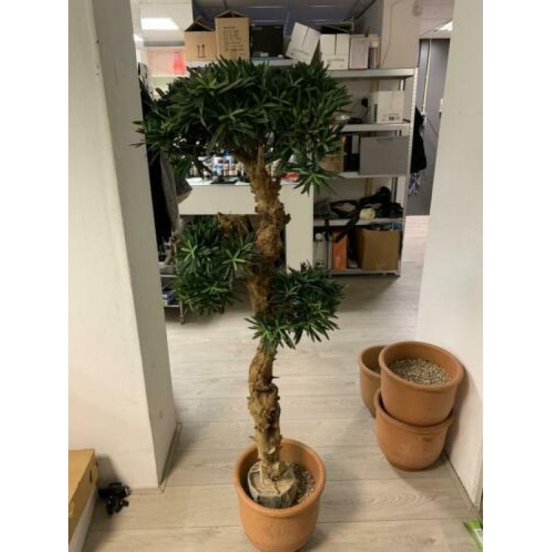 Sierplant 1.20 m hoog