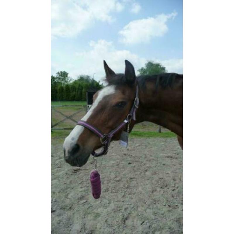 QHP Halsterset Luxo in tas Giraffe Cob.