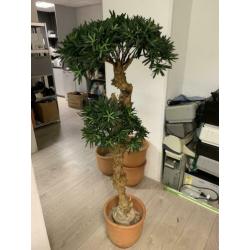 Sierplant 1.20 m hoog