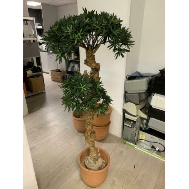 Sierplant 1.20 m hoog