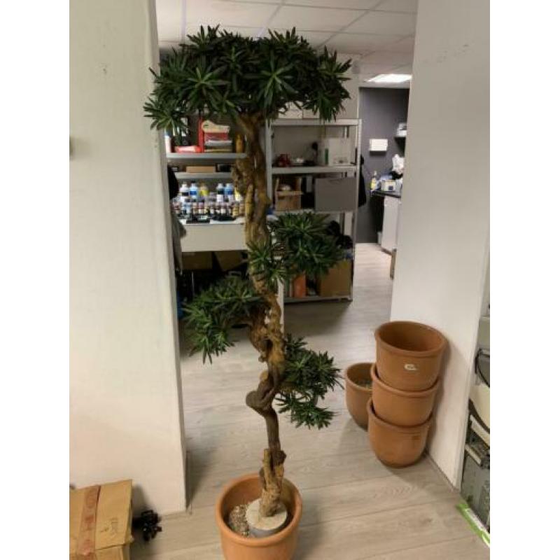 Sierplant 1.20 m hoog