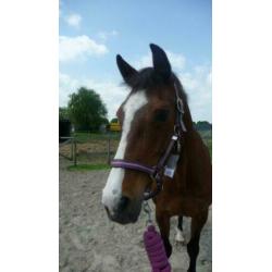 QHP Halsterset Luxo in tas Giraffe Cob.