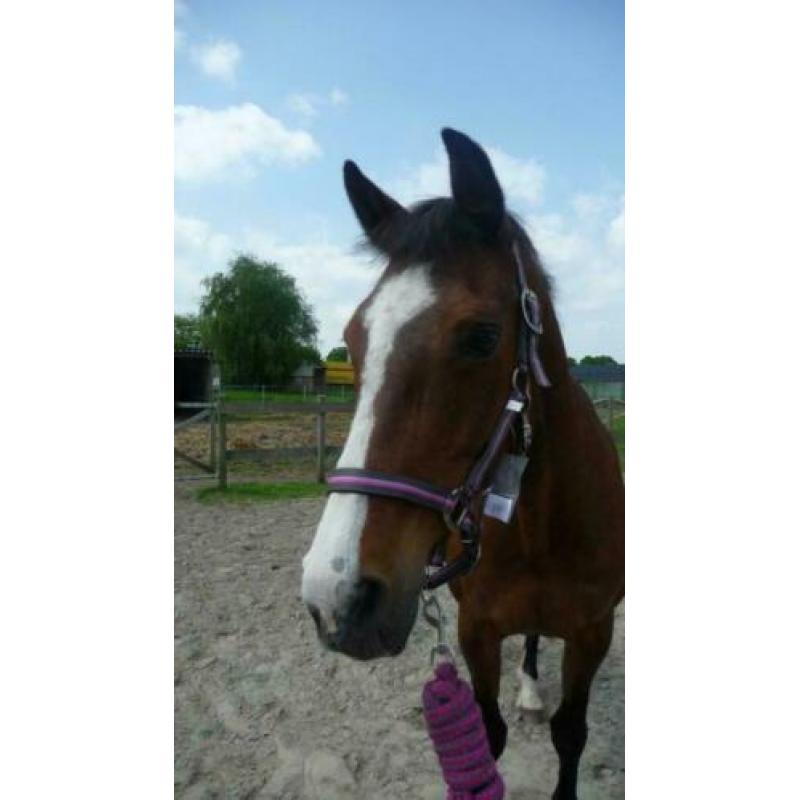 QHP Halsterset Luxo in tas Giraffe Cob.