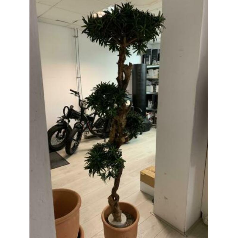 Sierplant 1.20 m hoog