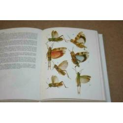 Dikke pil - Insects - A Field Guide in Colour !!