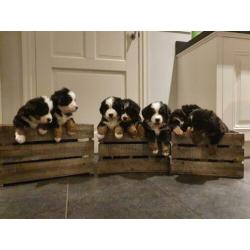 Benner Senner pups