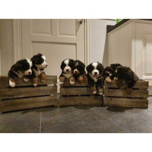 Benner Senner pups