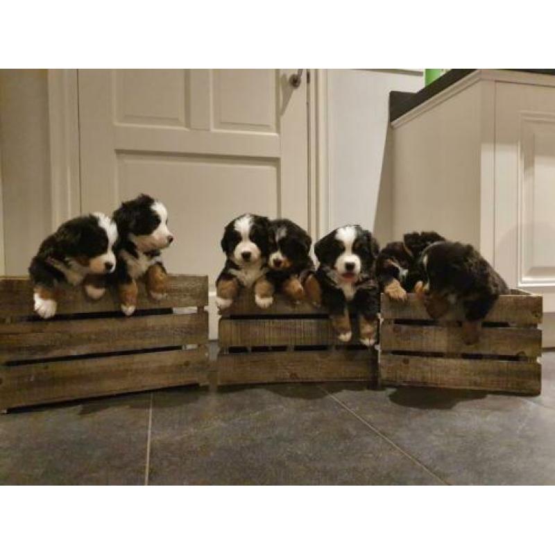 Benner Senner pups