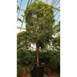 Ficus Maclellandii 'alii' - Jungle Boom 615-625cm art29921