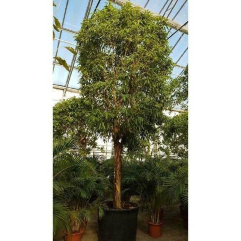 Ficus Maclellandii 'alii' - Jungle Boom 615-625cm art29921