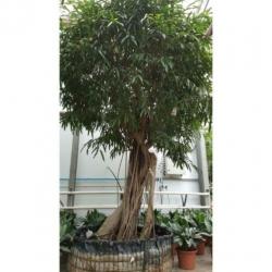 Ficus Maclellandii 'alii' - Jungle Boom 615-625cm art29921