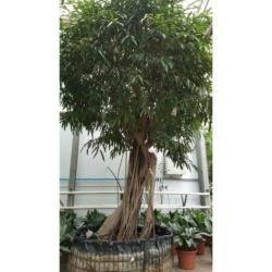 Ficus Maclellandii 'alii' - Jungle Boom 615-625cm art29921