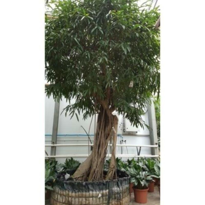 Ficus Maclellandii 'alii' - Jungle Boom 615-625cm art29921