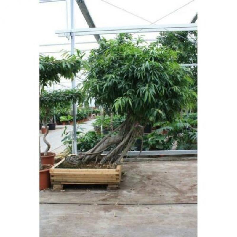 Ficus Maclellandii 'alii' - Jungle Boom 615-625cm art29921