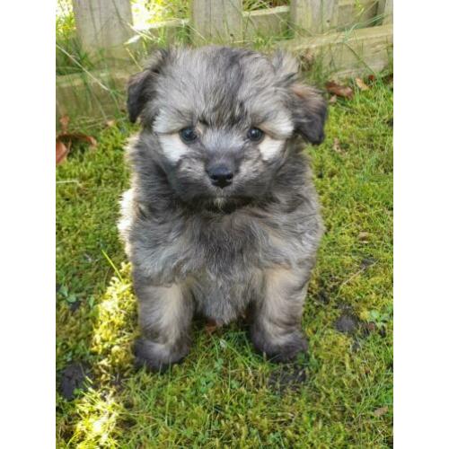 Nog 1 pomapoo pup