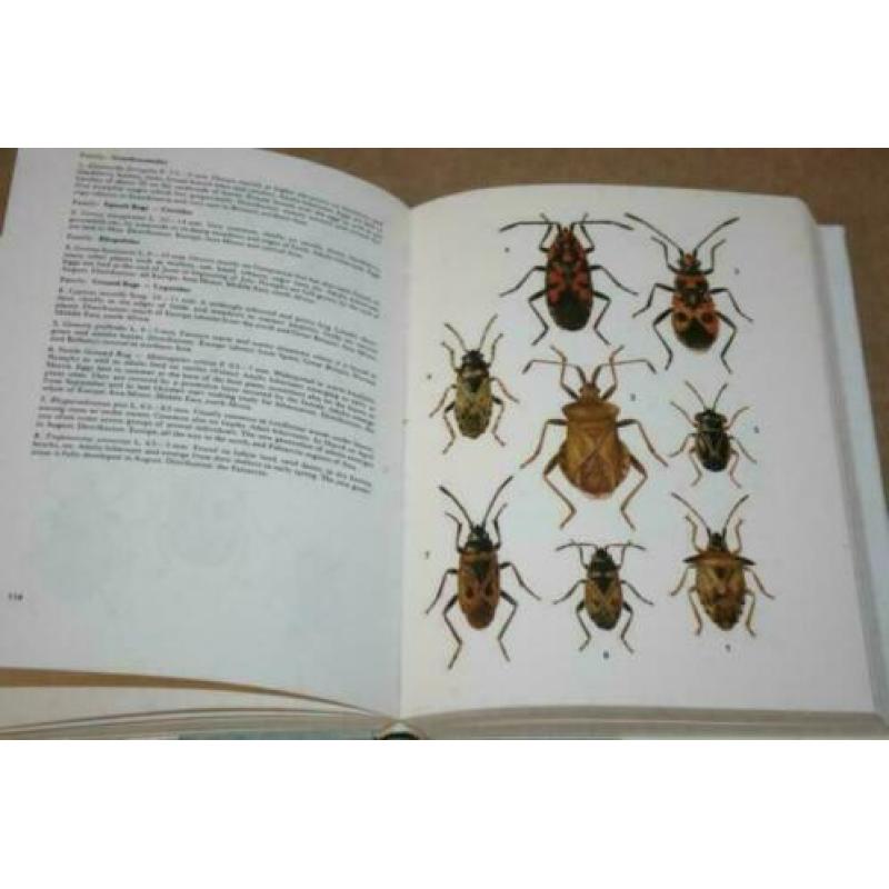 Dikke pil - Insects - A Field Guide in Colour !!