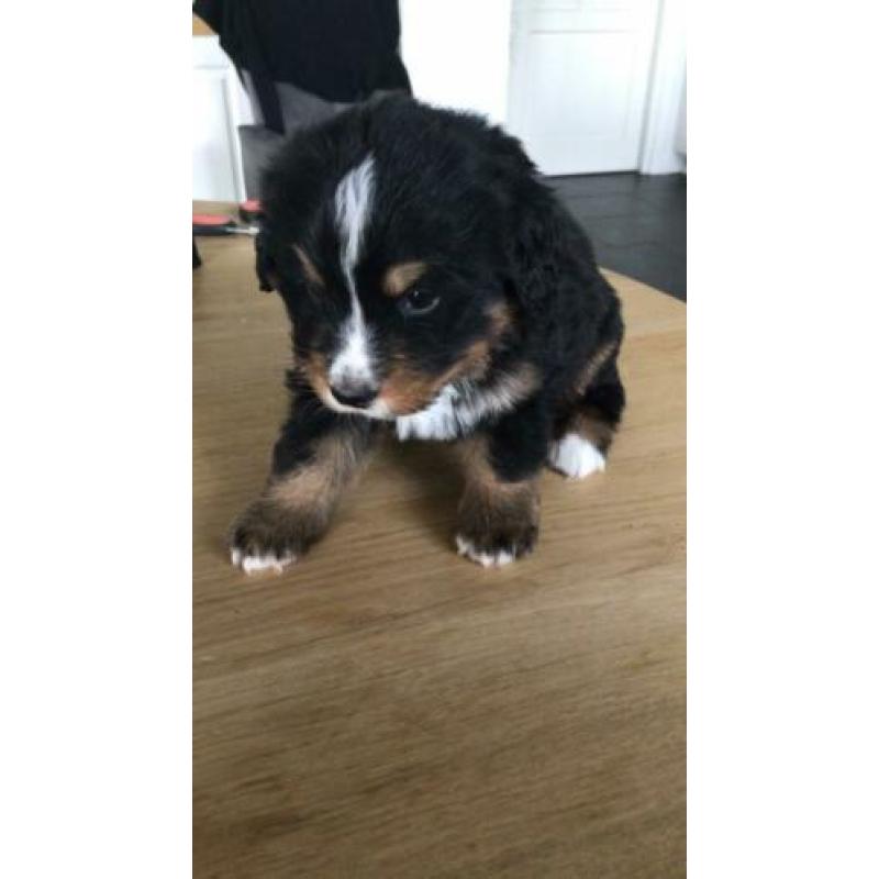 Benner Senner pups