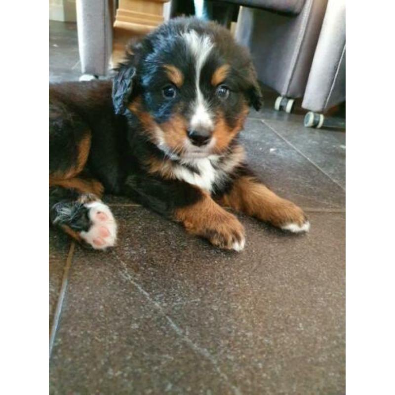 Benner Senner pups