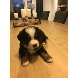 Benner Senner pups