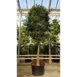 Ficus Maclellandii 'alii' - Jungle Boom 615-625cm art29921