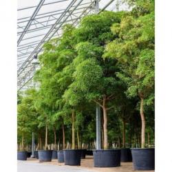 Kantoorbomen Bladhoudend 315-325cm - Podocarpus Macrophylla