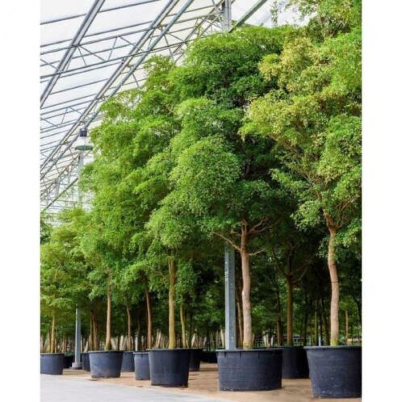 Kantoorbomen Bladhoudend 315-325cm - Podocarpus Macrophylla