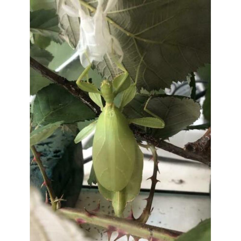 phyllium philippinicum nimfen