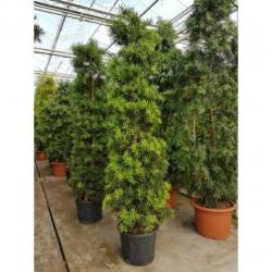 Kantoorbomen Bladhoudend 315-325cm - Podocarpus Macrophylla