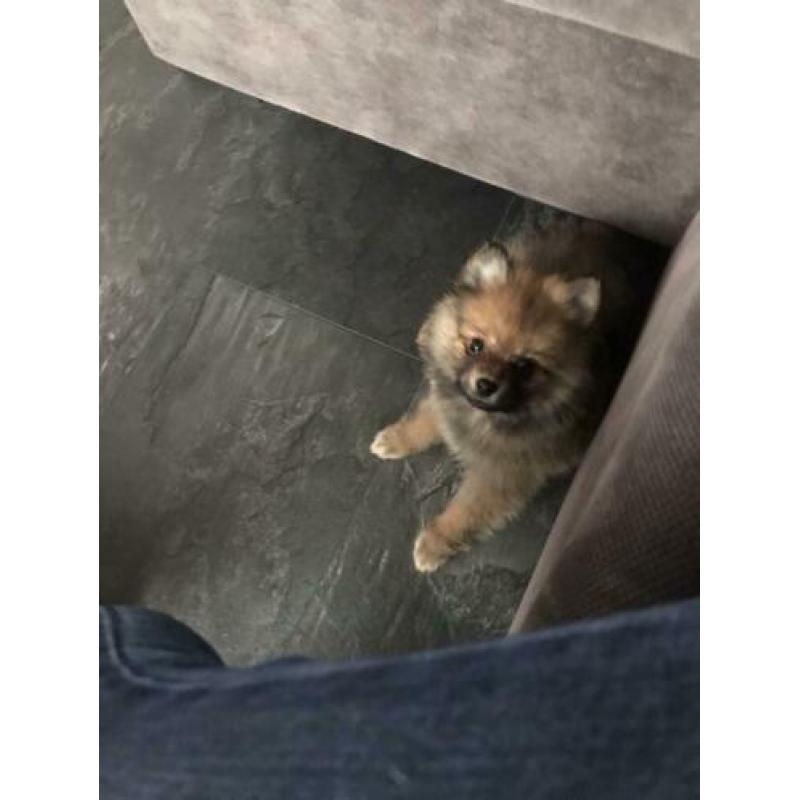 Mini pomeriaan pups 100 % raszuiver,lief,aanhankelijk,speels