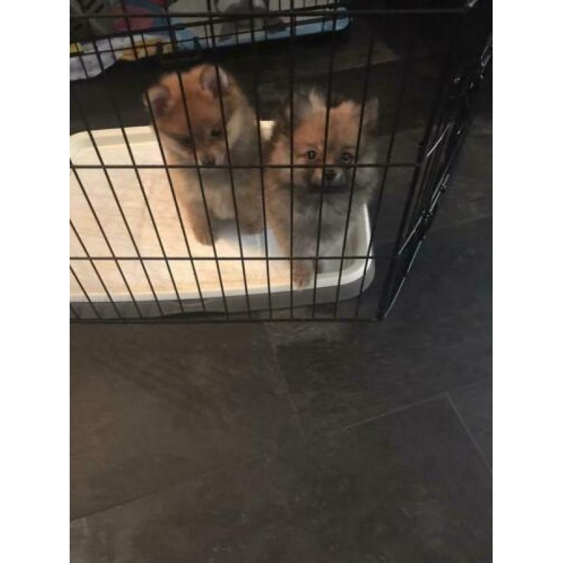 Mini pomeriaan pups 100 % raszuiver,lief,aanhankelijk,speels