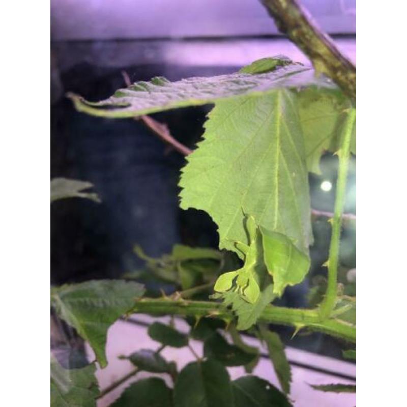 phyllium philippinicum nimfen