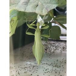 phyllium philippinicum nimfen