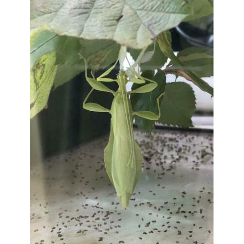 phyllium philippinicum nimfen