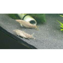 4 stuks Net botia/Botia lohachata