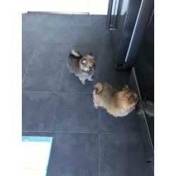 Mini pomeriaan pups 100 % raszuiver,lief,aanhankelijk,speels