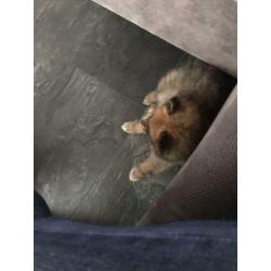 Mini pomeriaan pups 100 % raszuiver,lief,aanhankelijk,speels