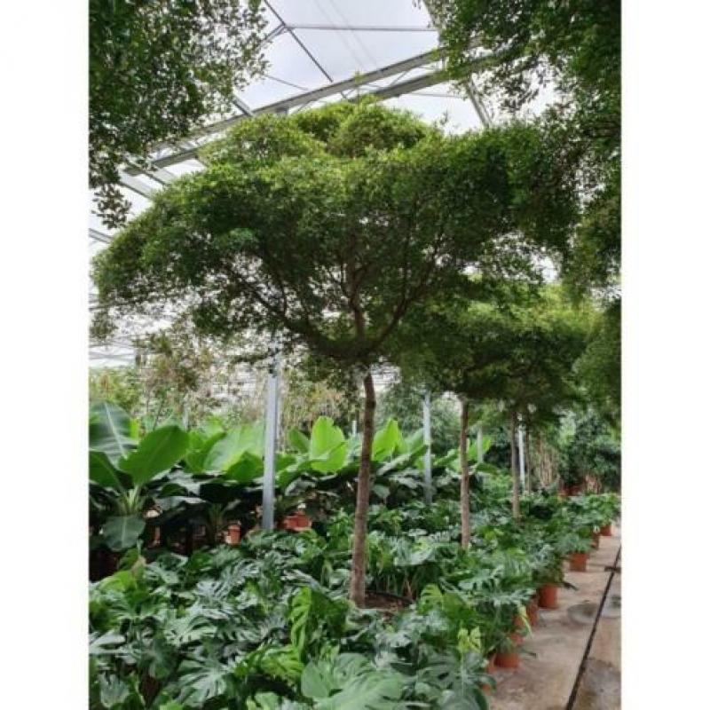 Kantoorbomen Bladhoudend 315-325cm - Podocarpus Macrophylla