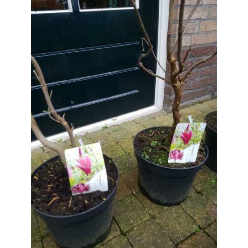 Morgen leegverkoop van vaste planten bodemprijzen op is op