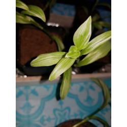 Tradescantia Ivory Hill stekjes goed geworteld snelle groei
